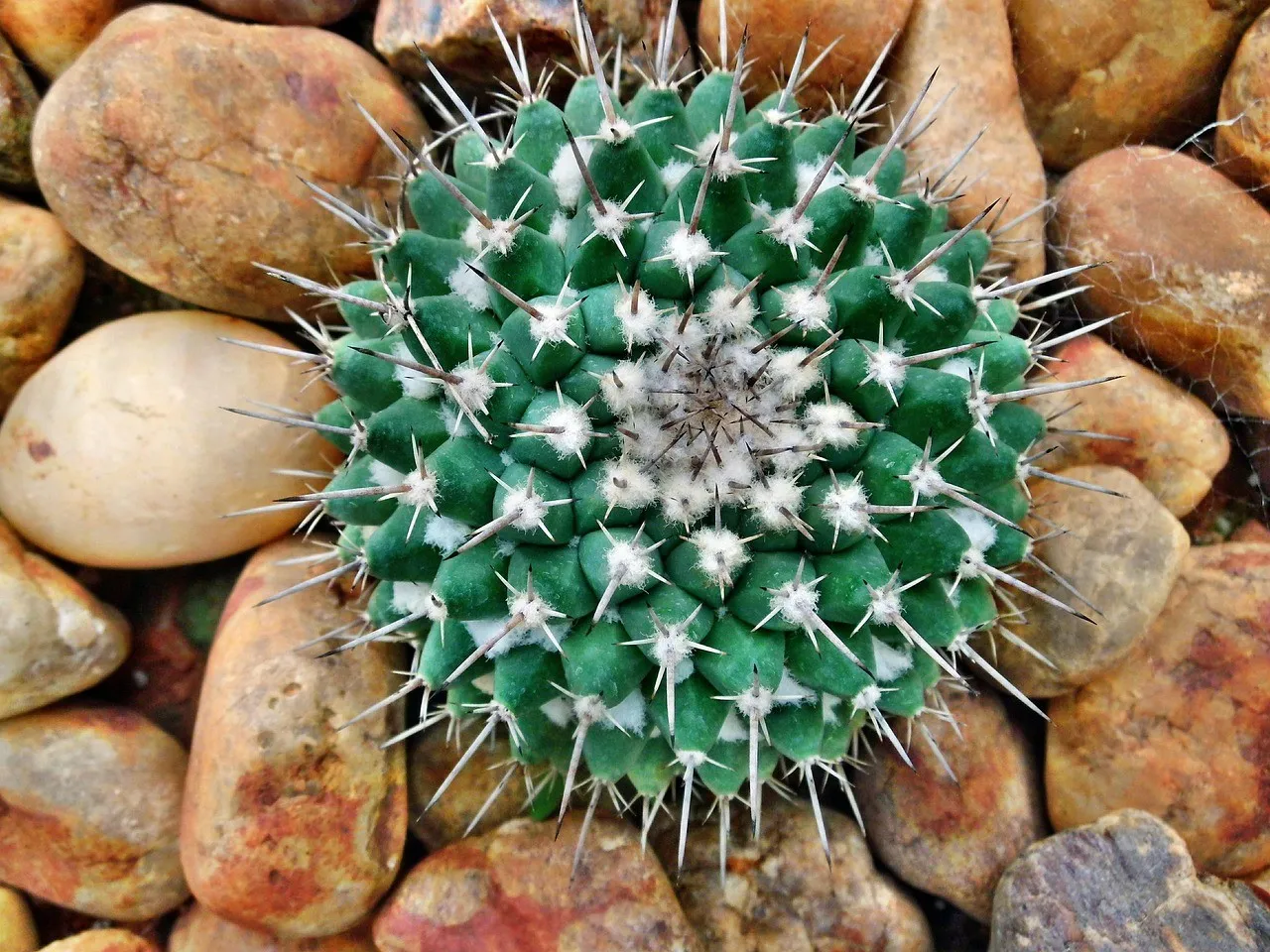 A round green cactus with white spines planted among smooth brown river stones, seen from above
