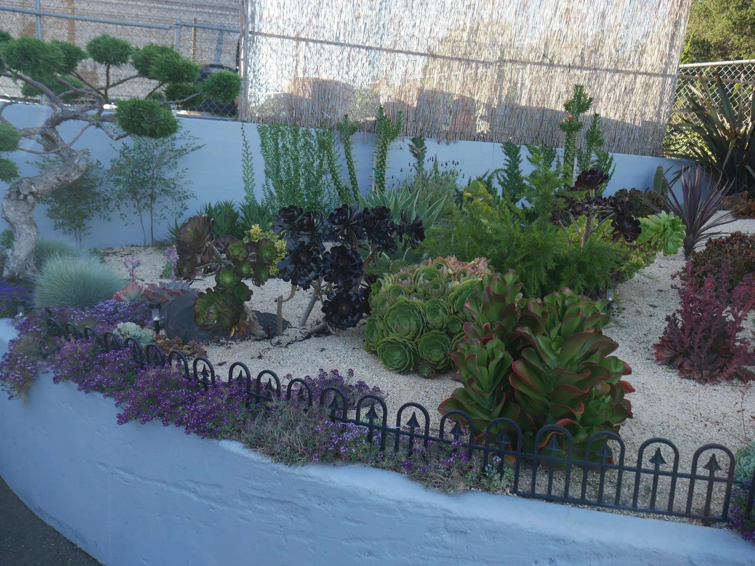 A raised bed of succulents, blue fescue and purple groundcover in pale gravel behind a curved white wall