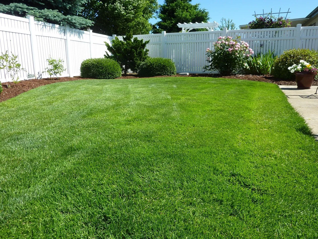 A healthy lawn beside a curved mulched bed of clipped shrubs, with a white fence behind