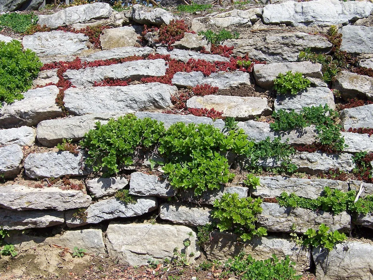 A dry-stacked grey stone retaining wall with green and red groundcover growing between the stones
